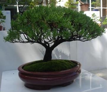 20120829150352-bonsai.jpg