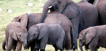 Matando al elefante africano