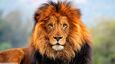 El león en estado vulnerable