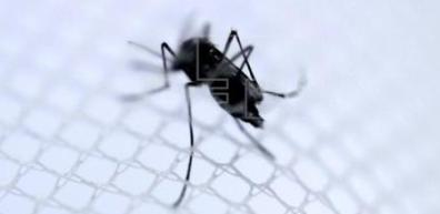 20140706055015-mosquito-viruschikungunya.jpg