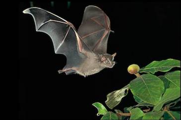 Extraño murciélago blanco atrae a investigadores cubanos