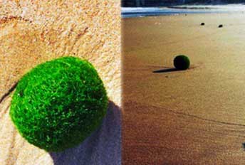 20140922140742-huevos-verdes-playa-austral.jpg