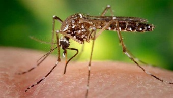 20140923122340-mosquito-con-dengue-n.jpg-1718483346.jpg