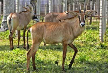 20140930143310-antilopes-roam.jpg