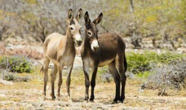 20150111030515-burros-1961646.jpg