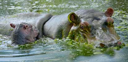 20150116223738-nuevo-hipopotamo-yvg.jpg