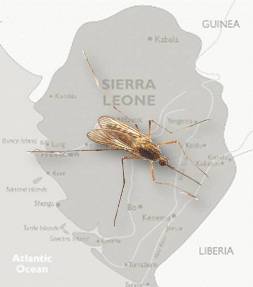 20150119132300-sierra-leona-africa-paludismo.jpg