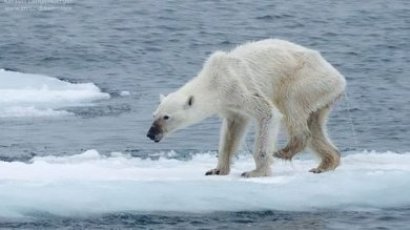 Foto de osa polar desnutrida crea alarma sobre el clima