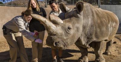 Solo quedan tres rinocerontes blancos del norte  en el mundo