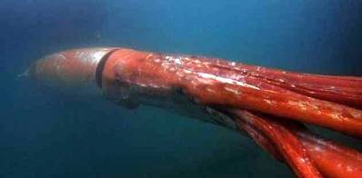 20160101144605-calamar-gigante2.jpg