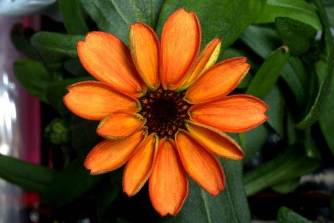 Zinnia, la primera flor que nace en el espacio