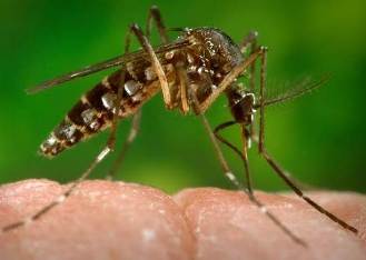 Virus Zika llegó a Reino Unido