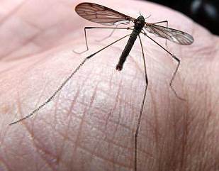 20160207022101-especie-de-mosquito-redescubierta.jpg