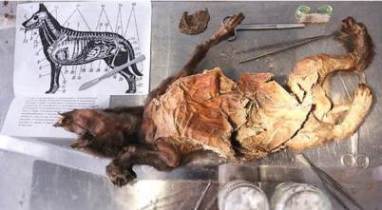 Cachorro de 12.500 años conserva cerebro muy bien preservado